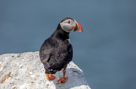 Atlantic Puffin