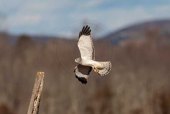 Gray Ghost (Northern Harrier)