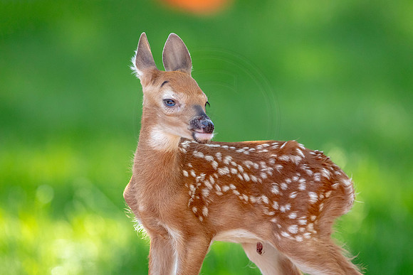 White-tailed deer fawn