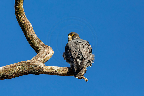 Peregrine Falcon