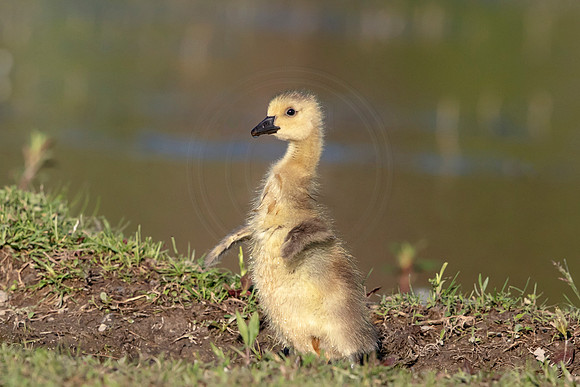 Canada Goose Gosling