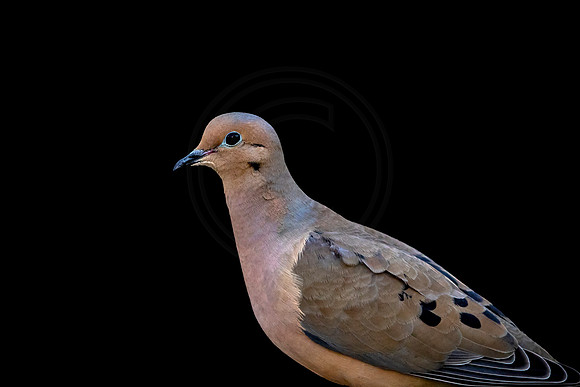 Morning Dove