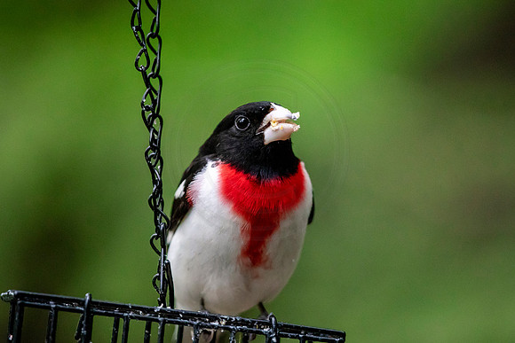 Rose breasted grosbeak