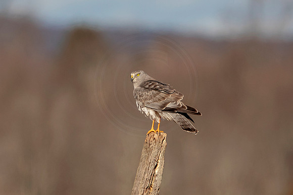 Grey Ghost (Northern Harrier)