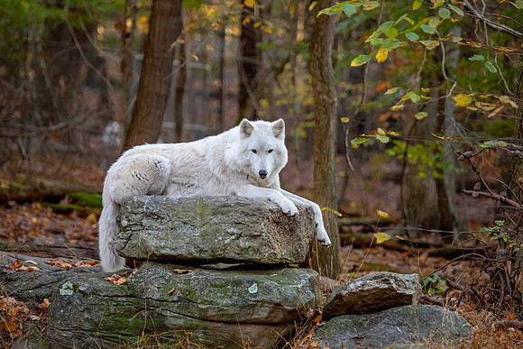 Wolf