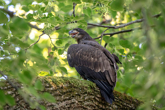 Juvenile Bald Eagle