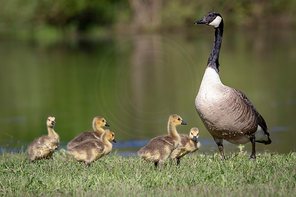 Canada Goose and Goslings