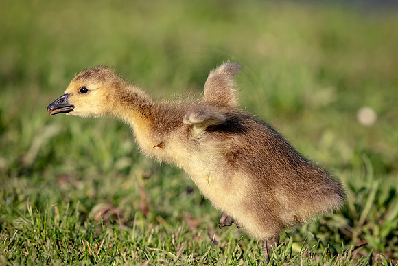 Canada Goose Gosling