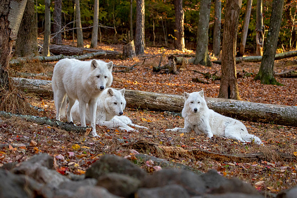 Three Wolves