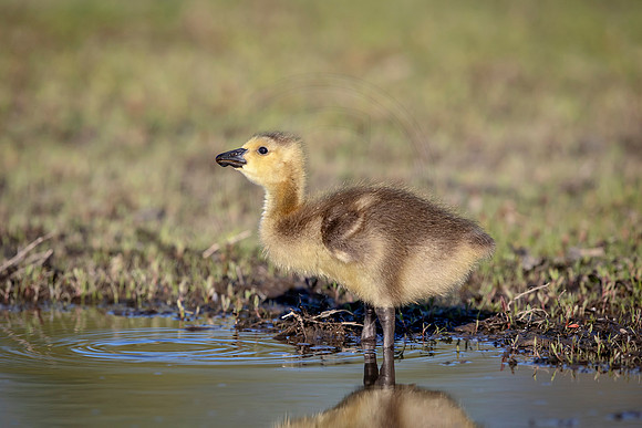 Canada Goose Gosling
