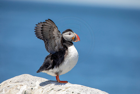 Atlantic Puffin