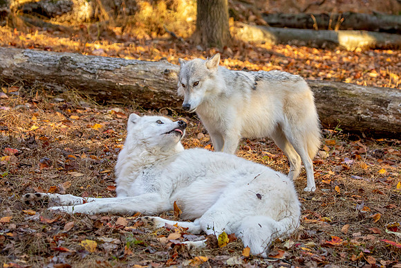Two Wolves
