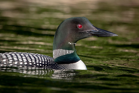 Common Loon