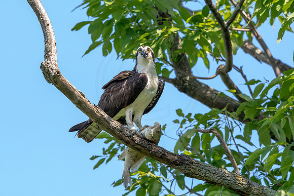Male Osprey