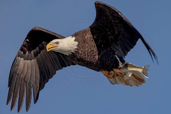 Bald Eagle