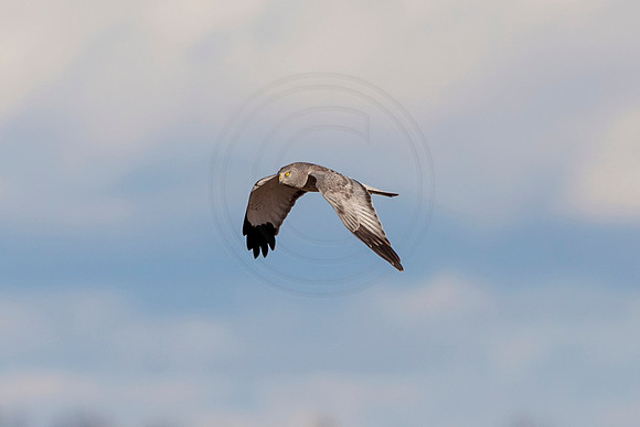Gray Ghost (Northern Harrier)