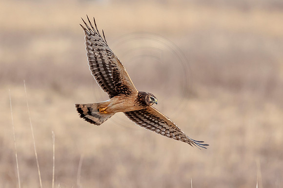 Northern Harrier