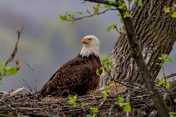 Bald Eagle