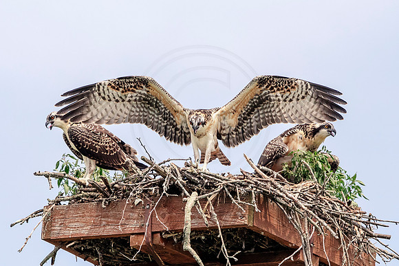 Osprey