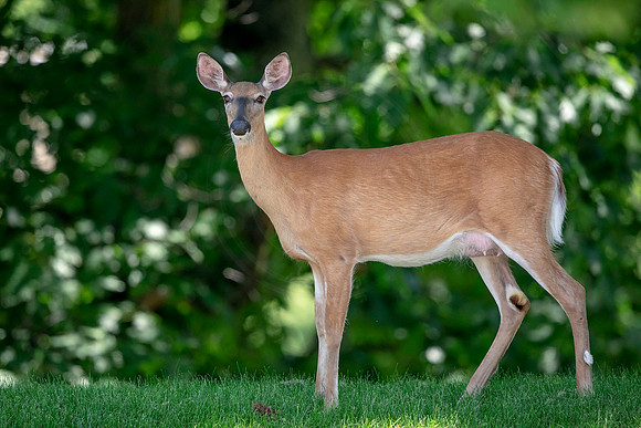 White-tailed deer