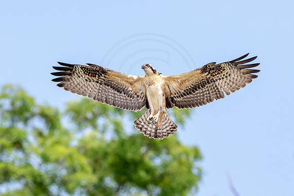 Osprey