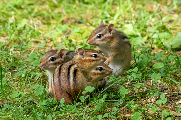 Chipmunk Babies