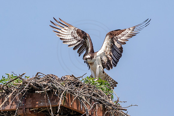Osprey