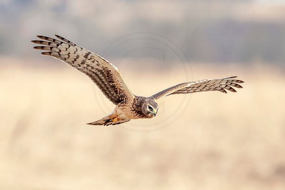 Northern Harrier