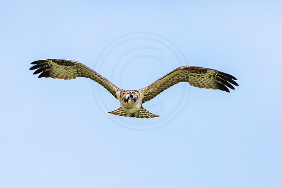 Osprey