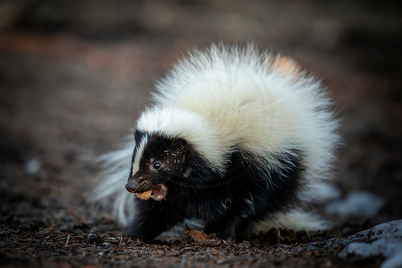 Skunk