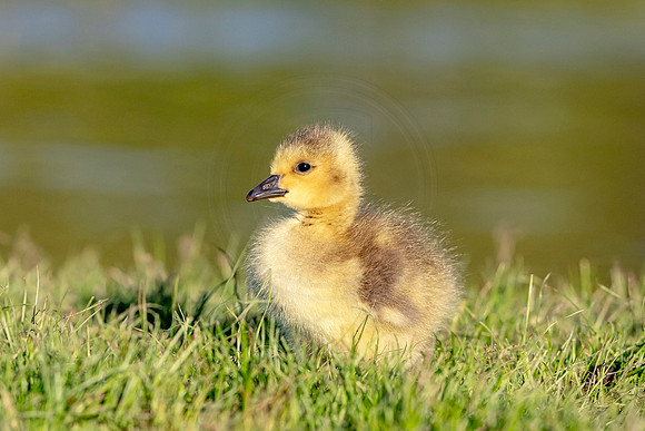 Canada Goose Gosling