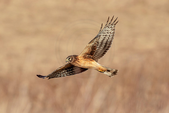 Northern Harrier