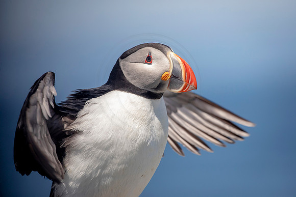 Atlantic Puffin