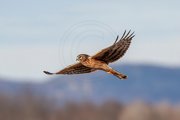 Northern Harrier