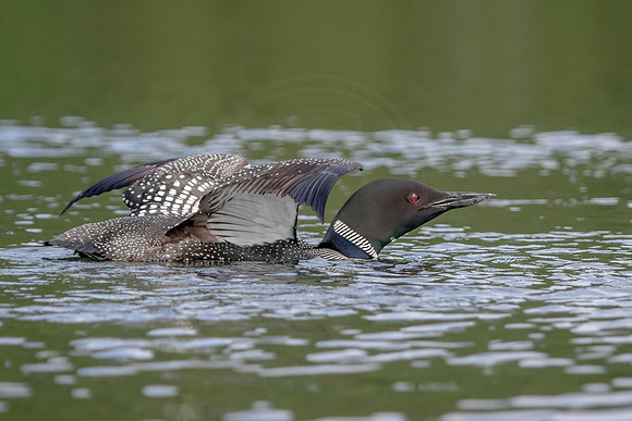 Common Loon