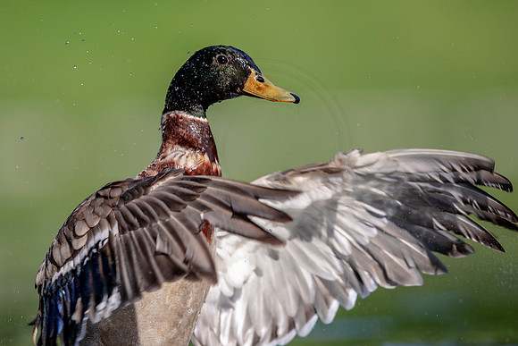 Male Mallard Duck