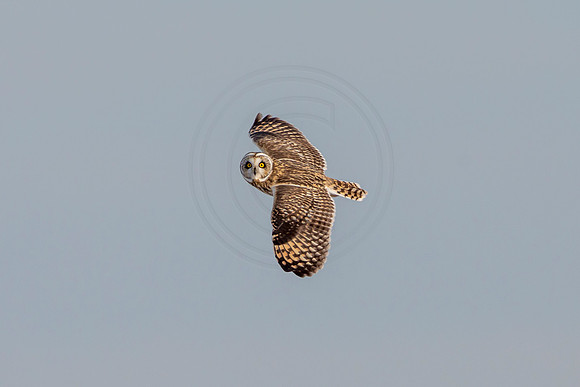 Short-eared owl