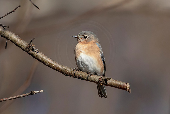 Eastern bluebird