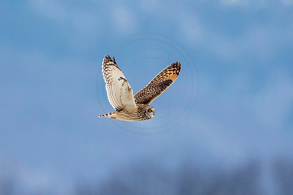 Short-eared owl