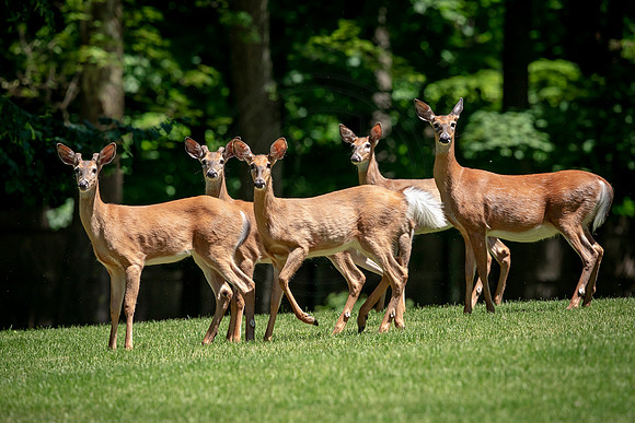 White-tailed deer