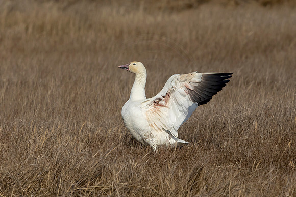 Snow Goose