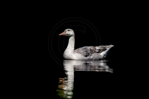 White Goose