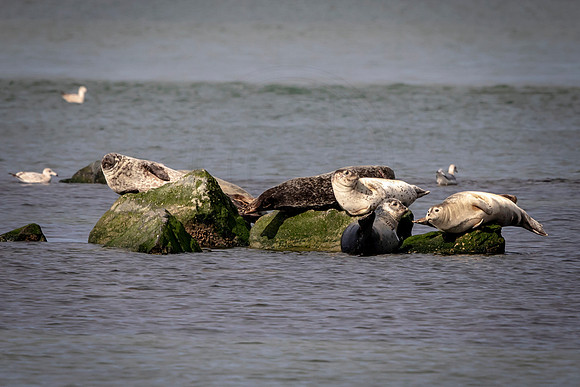 Harbor Seals