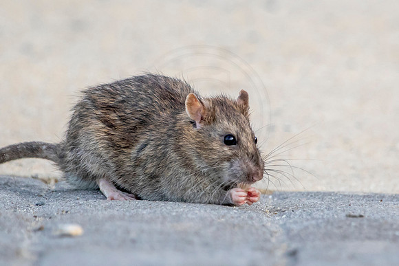 Rat at the Conowingo Dam