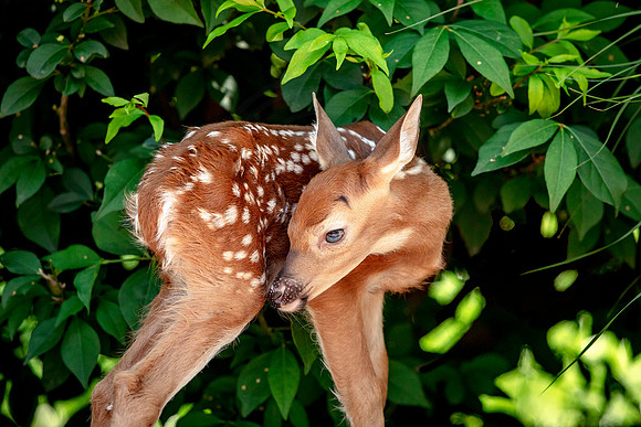 White-tailed deer fawn