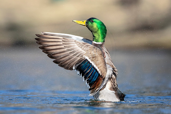 Male Mallard Duck