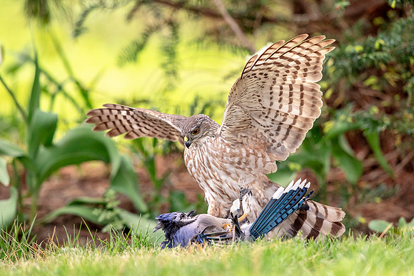 Sharp-shinned hawk with a bluejay