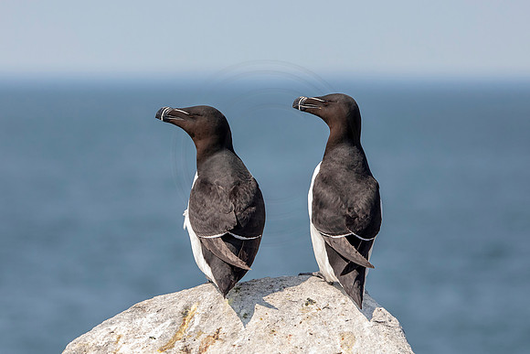 Razorbills