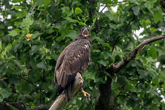 Juvenile Bald Eagle