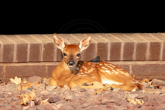 White-tailed deer fawn